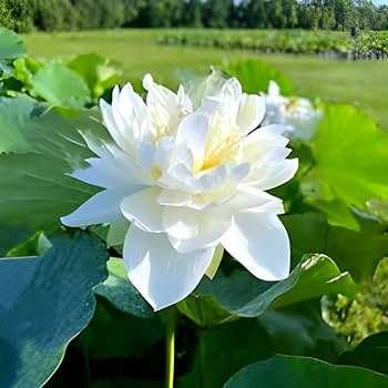 White Lotus